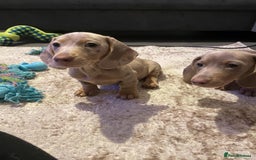Miniature Dachshund dogs for sale: KCRegistered Miniature SmoothHaired Dachshund Boys - Image 6