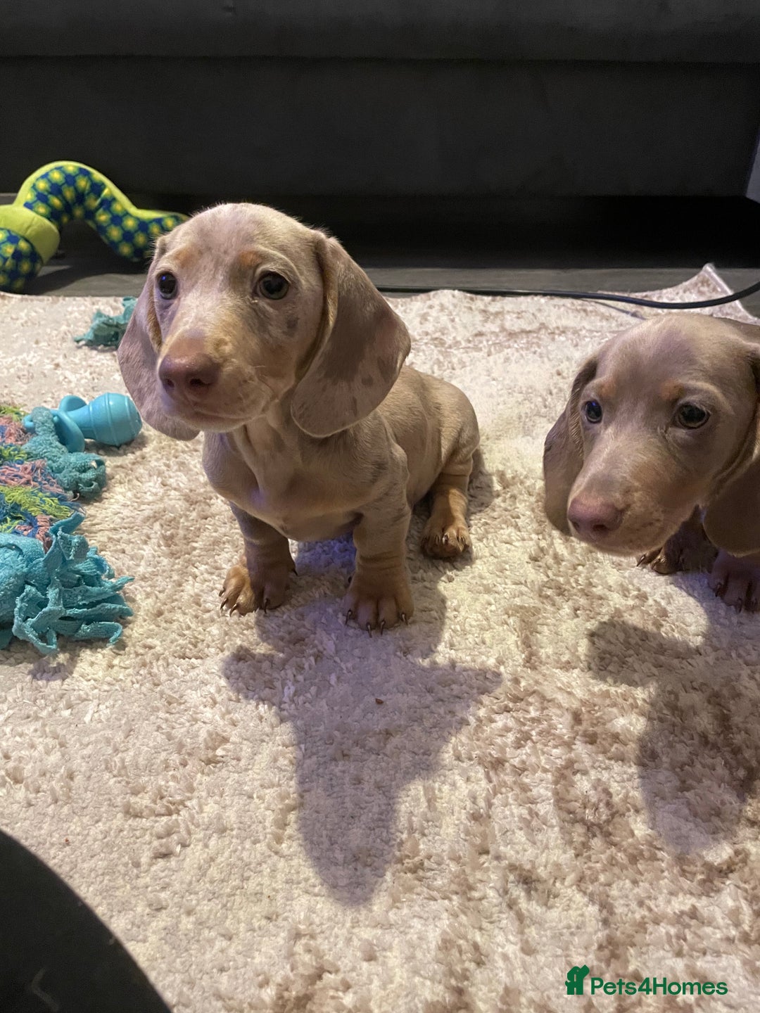 Miniature Dachshund dogs for sale: KCRegistered Miniature SmoothHaired Dachshund Boys - Image 6
