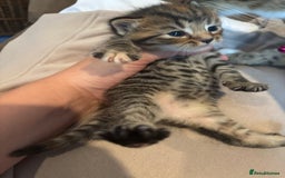 British Shorthair cats for sale: British shorthair tabbys - Image 8