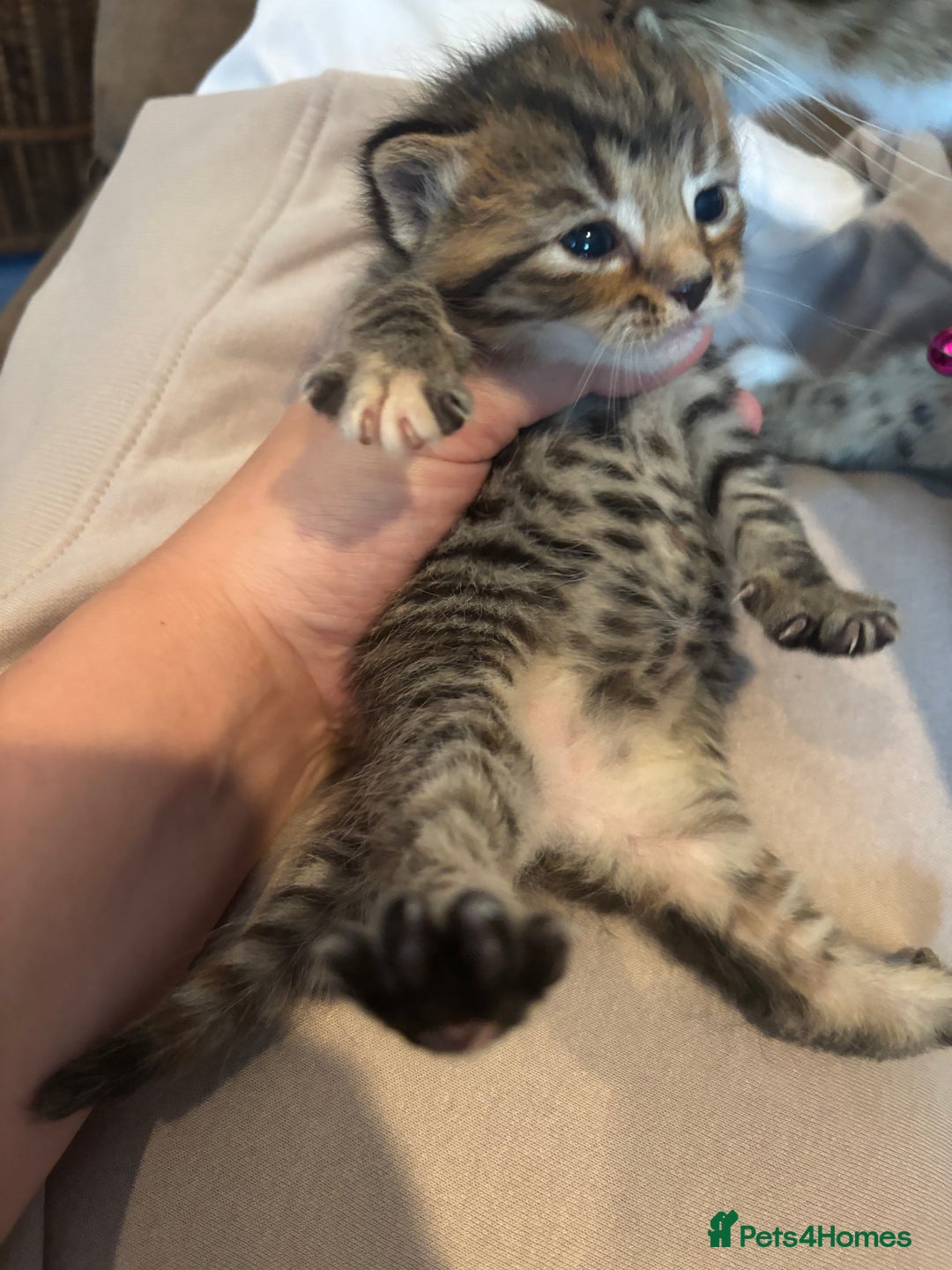 British Shorthair cats for sale: British shorthair tabbys - Image 8