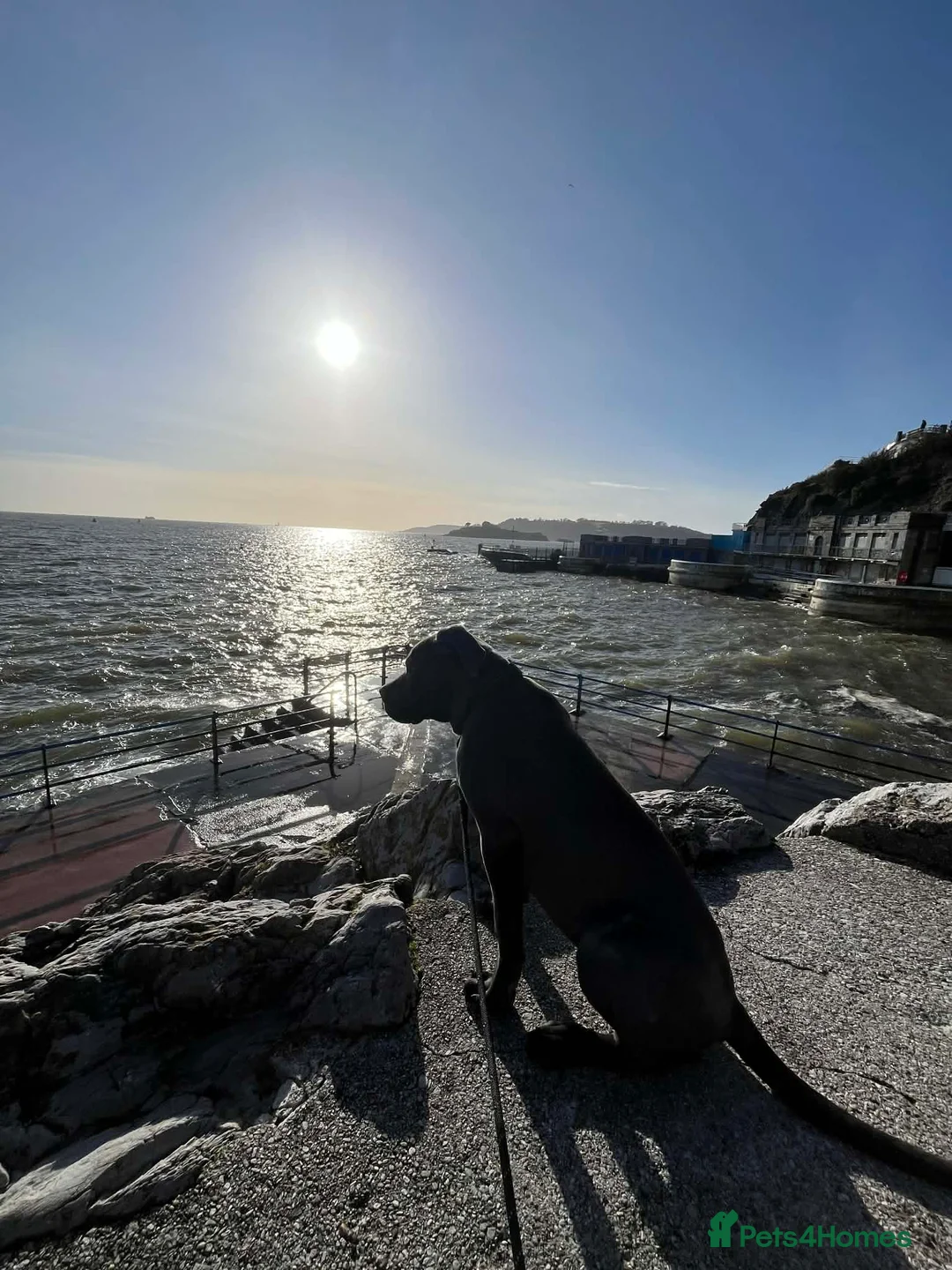 Cane Corso dogs for sale: Cane corso - Advert 3