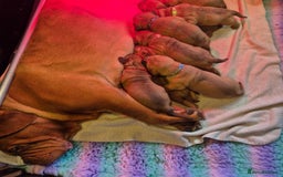Dogue De Bordeaux dogs for sale: Dogue de Bordeaux puppies  - Advert 1
