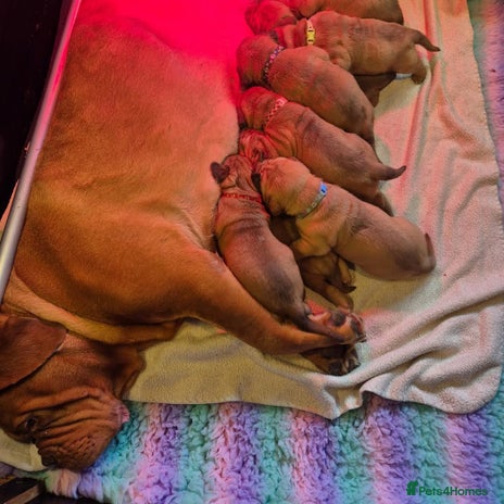 Dogue De Bordeaux dogs Dogue de Bordeaux puppies - Advert 1