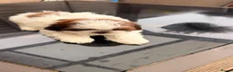 Shih Tzu dogs for sale: Puppy Shih tzu  - Advert 14