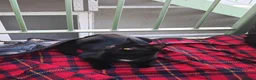 Mixed Breed cats for sale: 4 month old kitten - Advert 7
