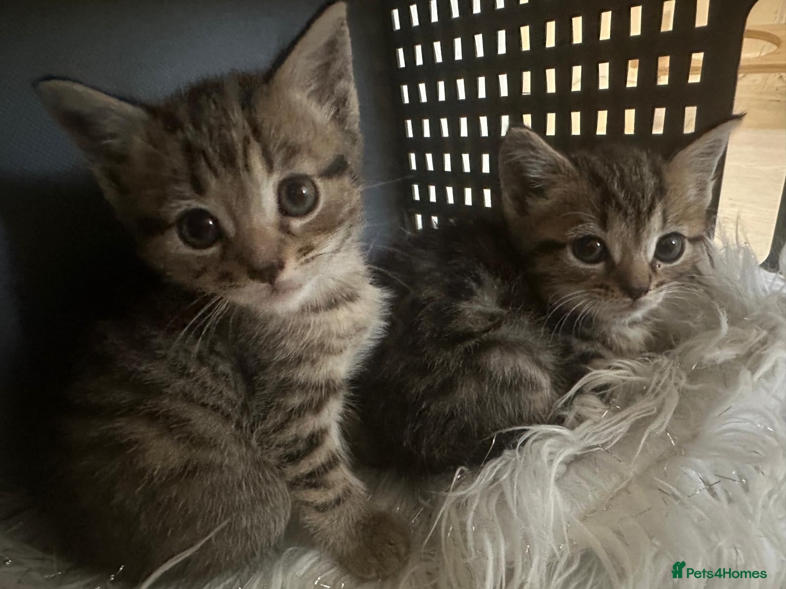 Bengal cats 2 gorgeous bengal mix kittens  - Advert 11