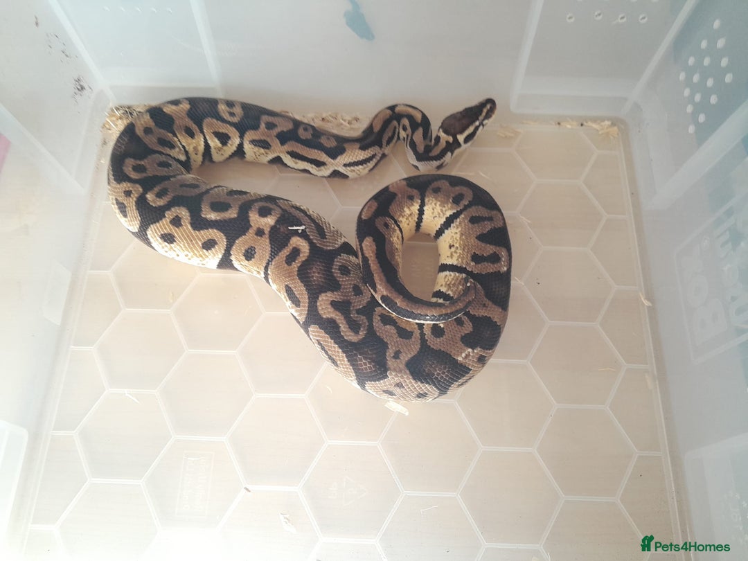 Python Snake reptiles for sale: Ball Python (Apollo) - Image 2