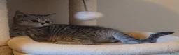 British Shorthair cats for sale: Gorgeous British Shorthair kittens  - Advert 7