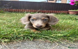 Miniature Dachshund dogs for sale: FLUFFY MINIATURE DACHSHUNDS - Image 4