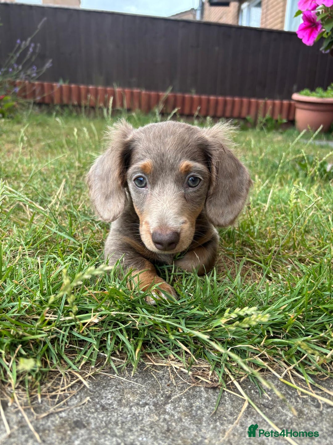 Miniature Dachshund dogs for sale: FLUFFY MINIATURE DACHSHUNDS - Image 4