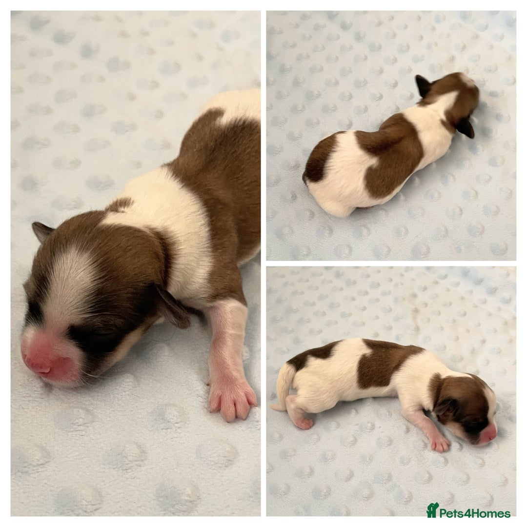 Havanese dogs for sale: Purebred KC Havanese puppies COI 0,2% - Image 5