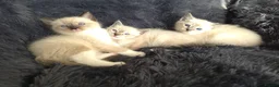 Ragdoll cats for sale: Ragdoll Cross Kittens  - Advert 3