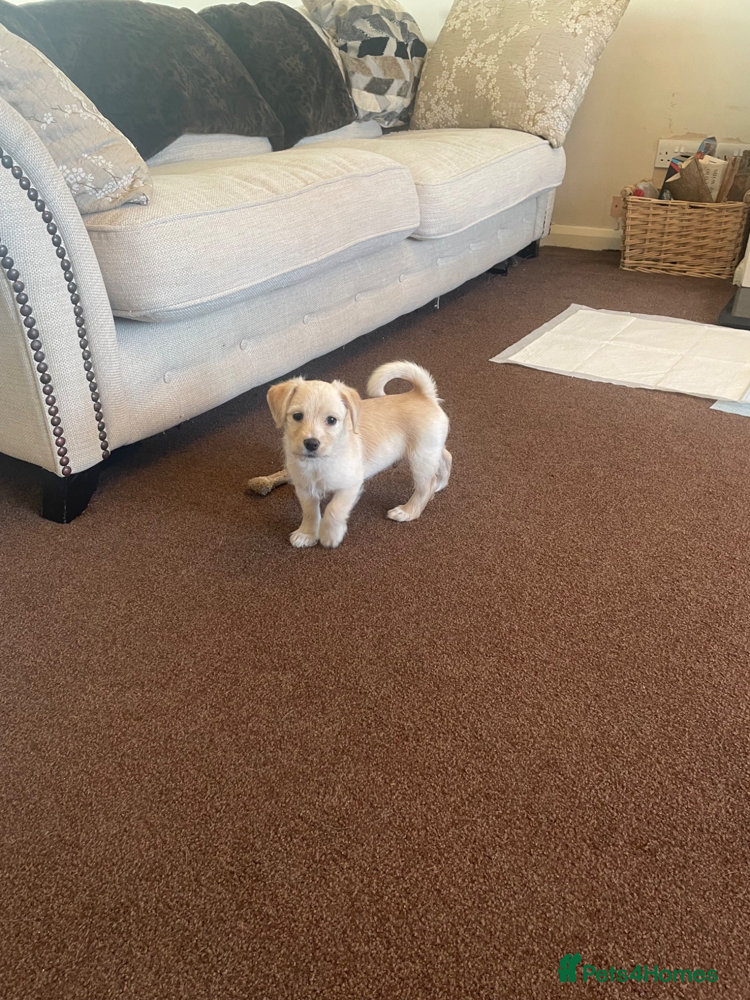 Jack Russell dogs Stunning Cream Puppy - Advert 2