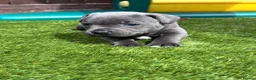 Staffordshire Bull Terrier dogs for sale: KC Staffordshire bull terrier Pharaon puppies  - Advert 14