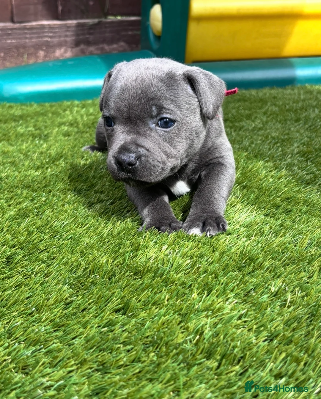 Staffordshire Bull Terrier dogs for sale: KC Staffordshire bull terrier Pharaon puppies  - Advert 14