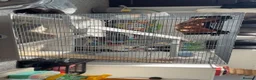 Rat rodents for sale: 2 Male Rats! NEED GONE ASAP! - Advert 2