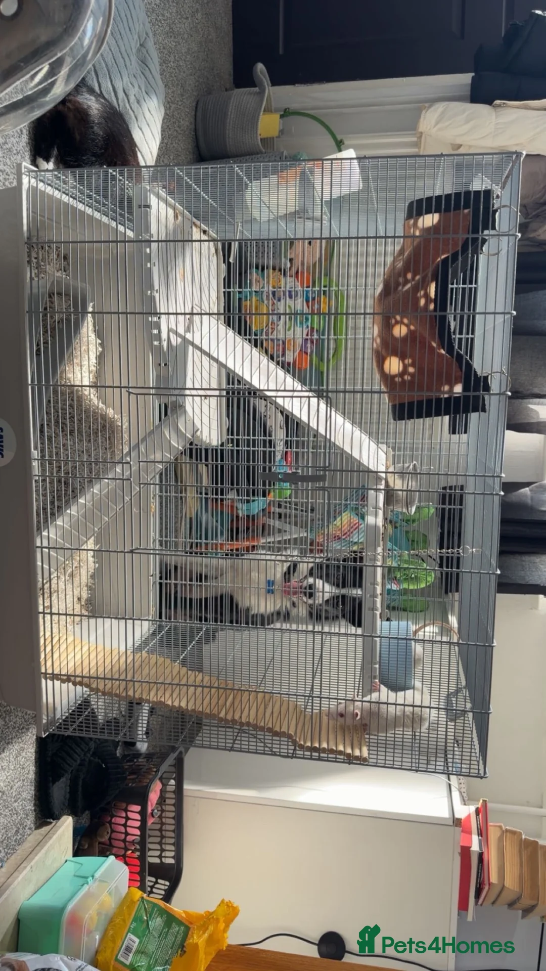 Rat rodents for sale: 2 Male Rats! NEED GONE ASAP! - Advert 2