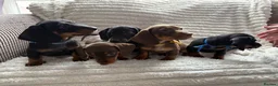 Miniature Dachshund dogs for sale: Beautiful litter of miniature dachshund pups - Advert 14