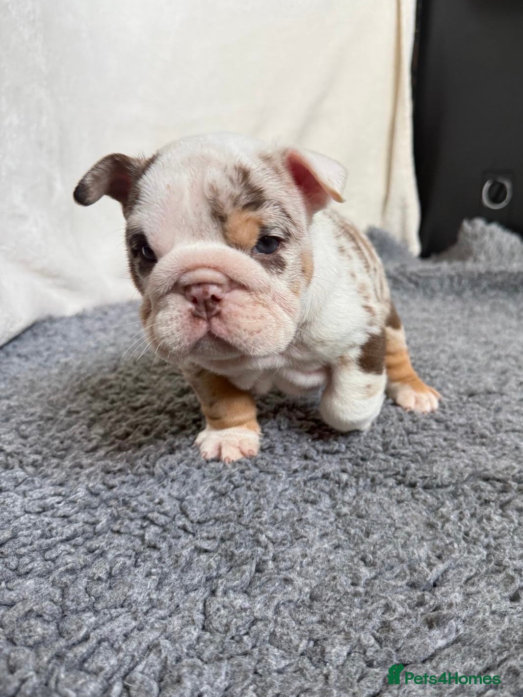 English Bulldog dogs Beautiful bulldog puppies  - Advert 14