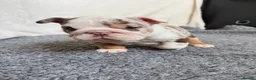 English Bulldog dogs for sale: Beautiful bulldog girl puppy  - Advert 14