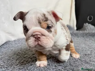 English Bulldog dogs Beautiful bulldog puppies - Advert 14