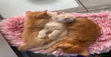Mixed Breed cats - Advert 15