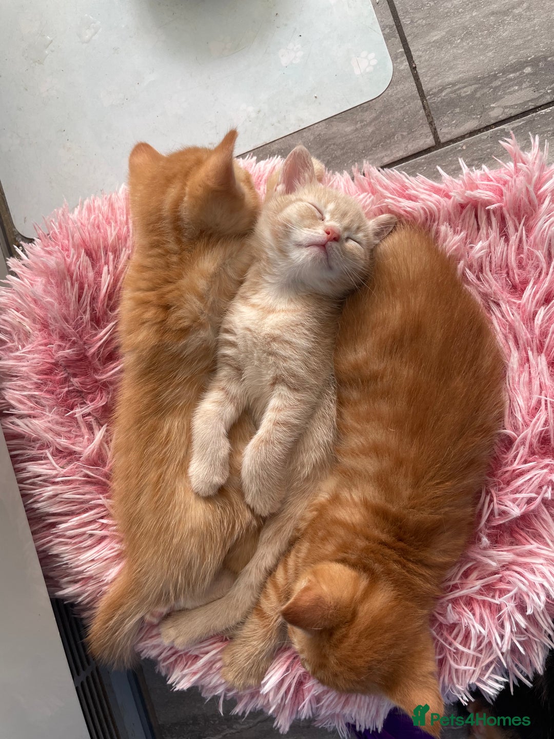 Mixed Breed cats for sale: Part Mainecoon Ginger Litter - Image 3