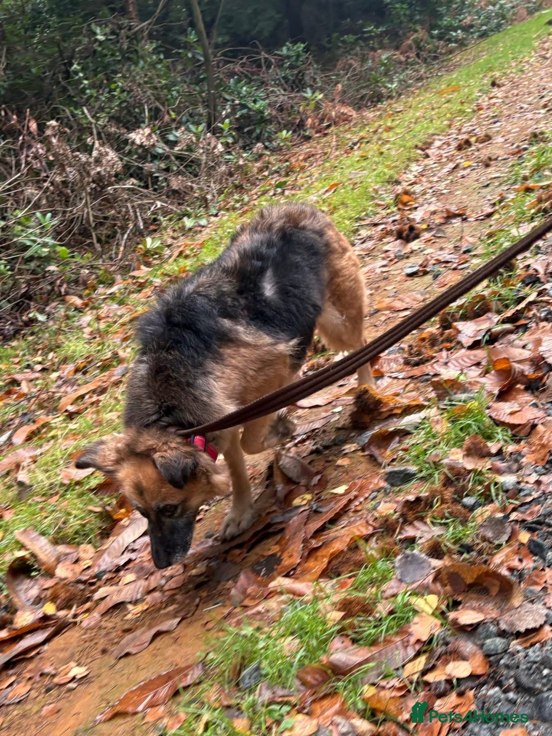 Mixed Breed dogs for adoption: Sian - Norwich Norfolk  - Advert 9