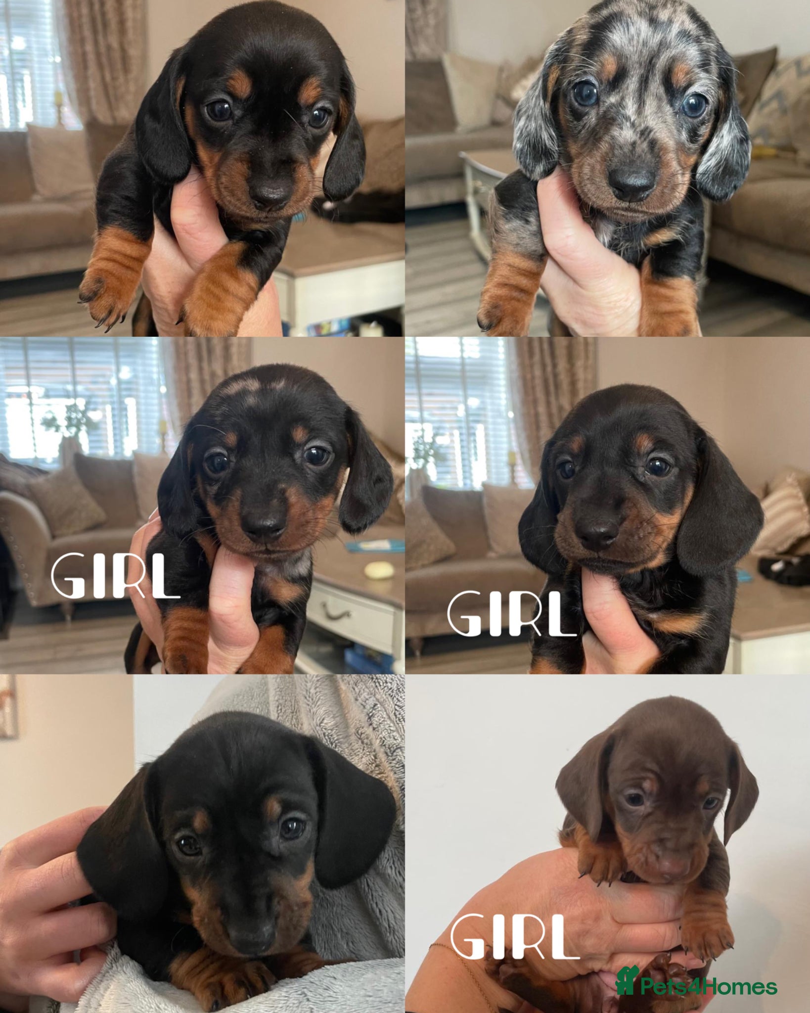 Miniature Dachshund dogs Miniature Dachshund puppies 🐶  - Advert 1