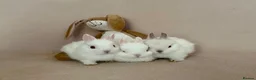 Netherland Dwarf rabbits for sale: 🐇 Netherland Dwarf Babies 🐇 - Advert 9