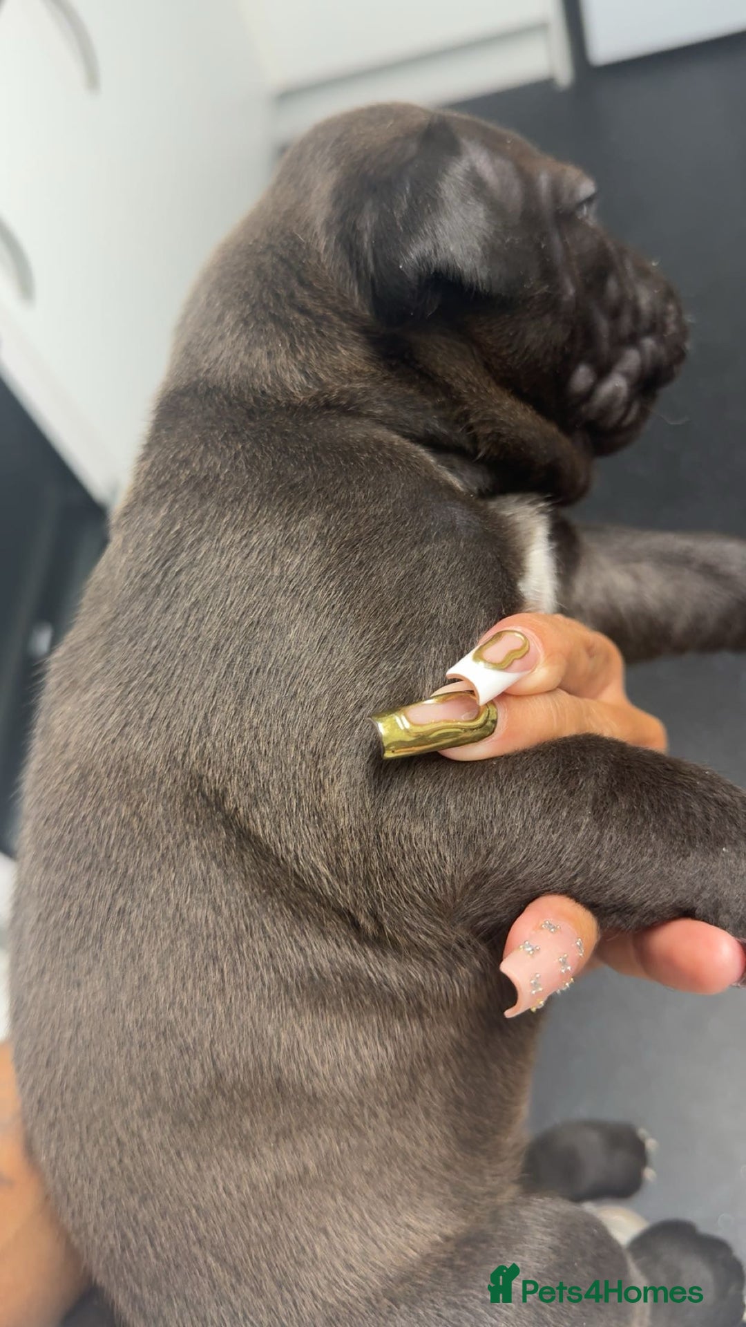 Mixed Breed dogs for sale: 2 dogue de Bordeaux x cane corso puppies - Advert 6