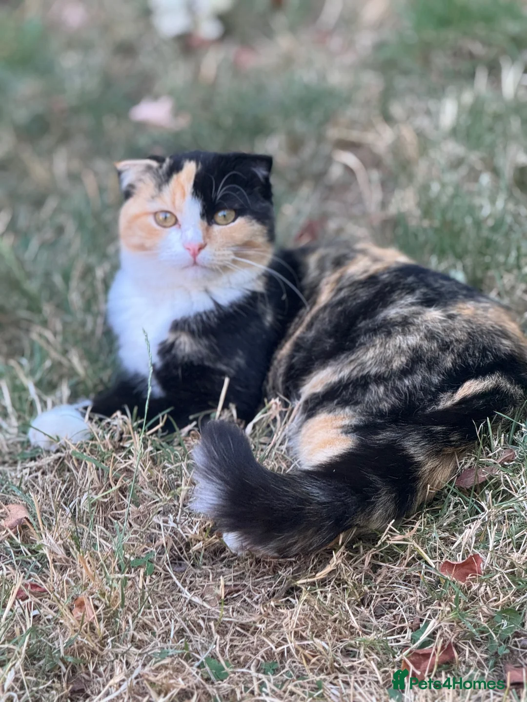Mixed Breed cats for sale: Kitten for sale - Advert 6