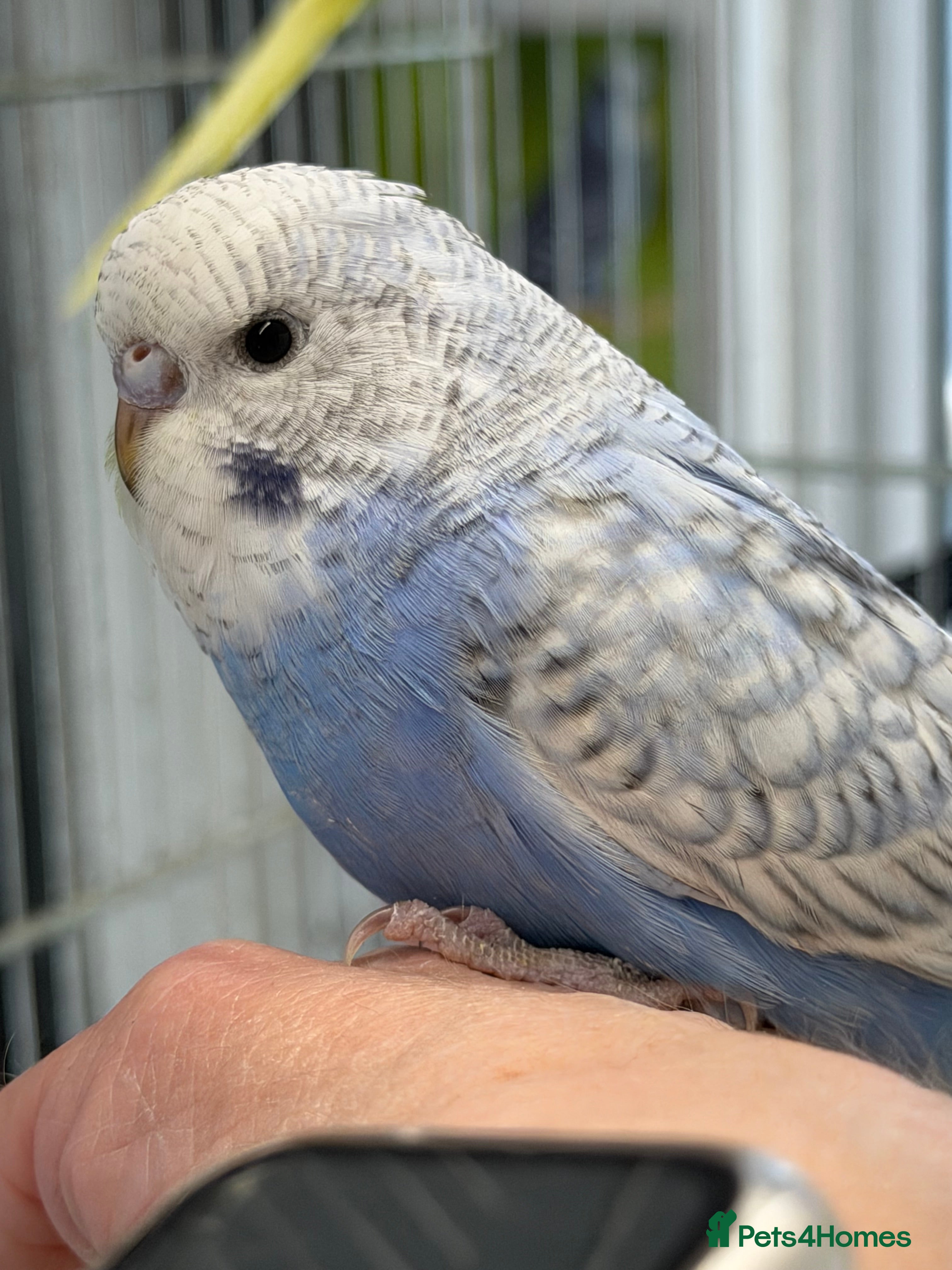 Budgerigars birds Hand Tame Budgie Hen Chick Ready Soon  - Advert 4