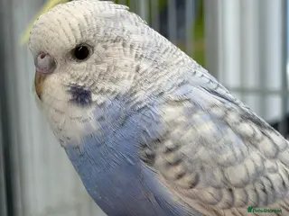 Budgerigars birds Hand Tame Budgie Hen Chick Ready Soon - Advert 4