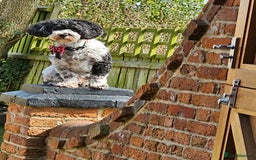 Cavachon dogs for sale: Up for adoption - Image 4