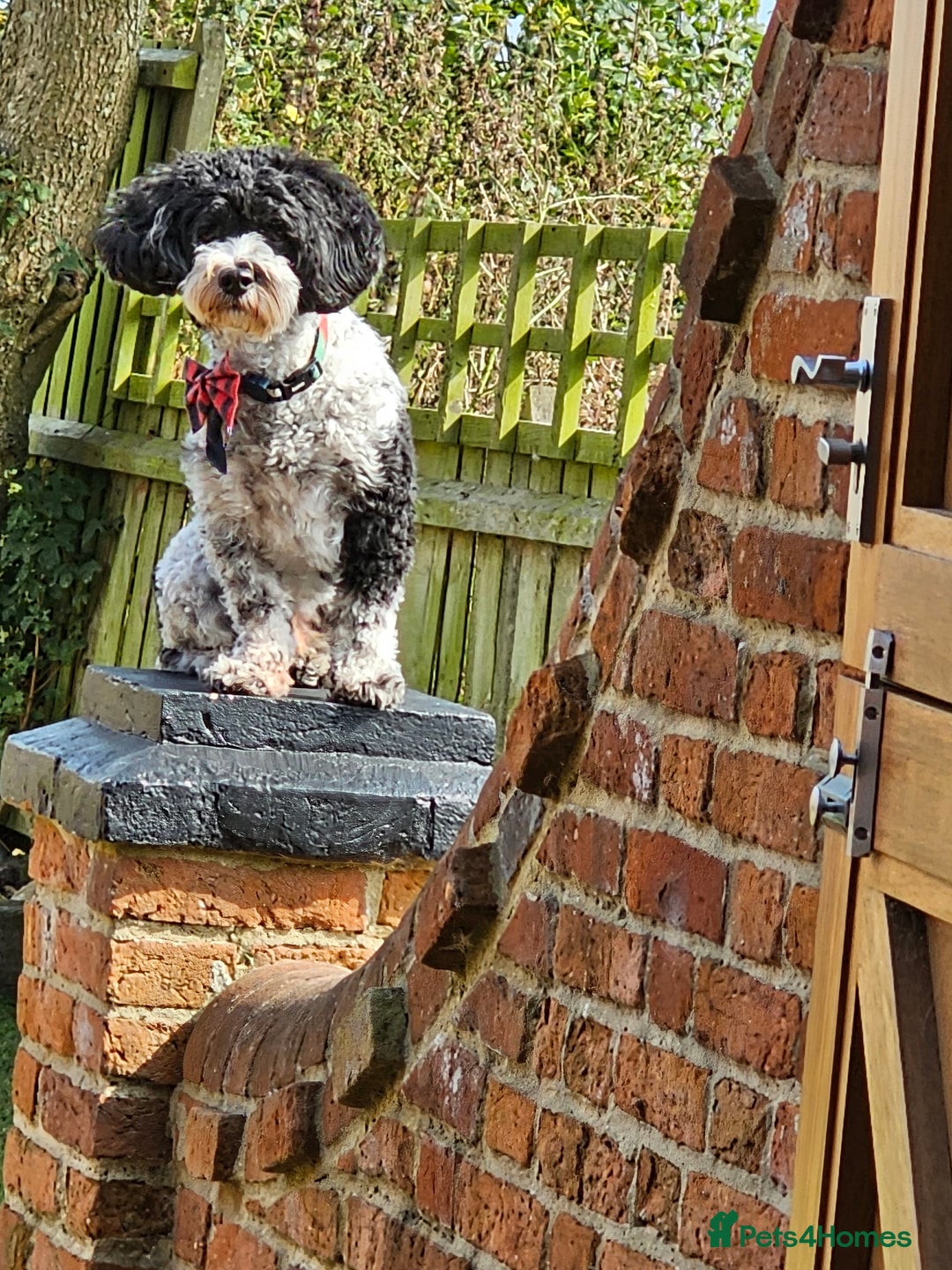 Cavachon dogs for sale: Up for adoption - Image 4