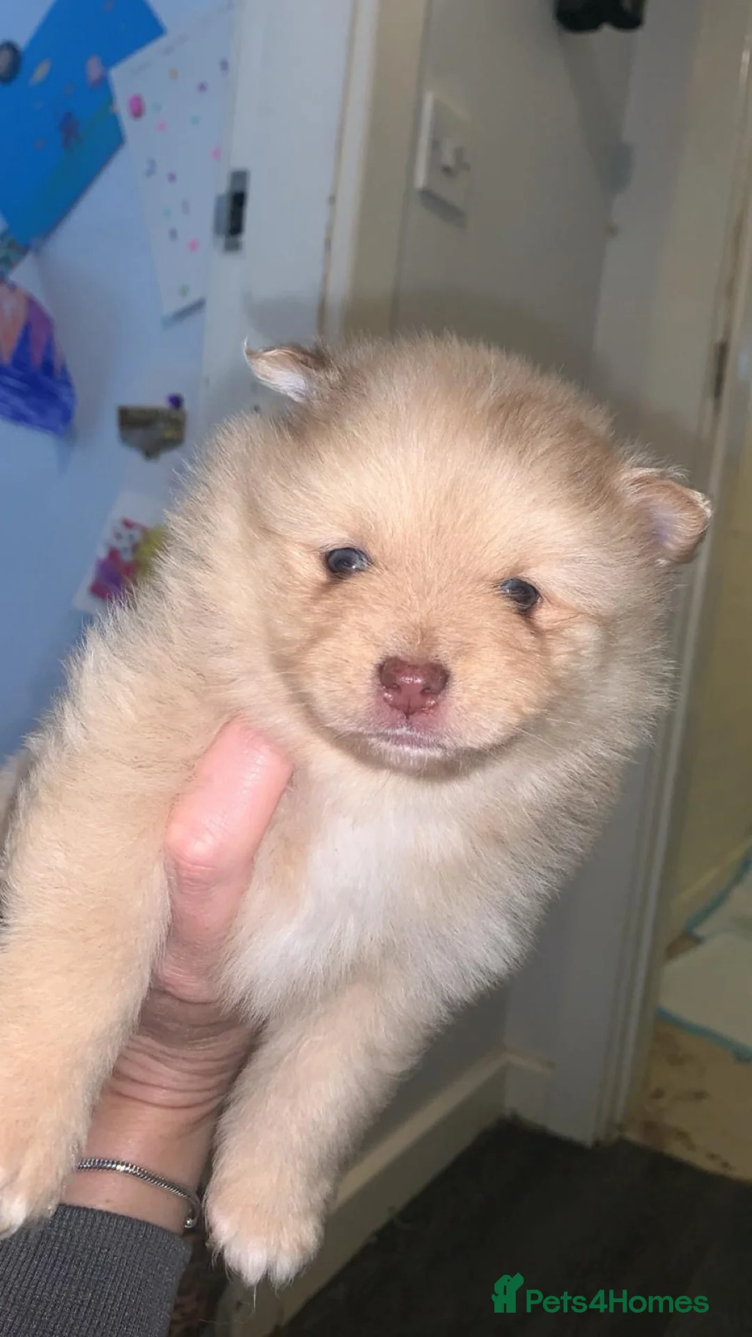 Pomeranian dogs for sale: Puppy’s ready in 3 weeks  - Advert 1