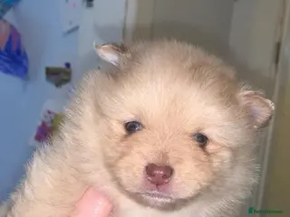 Pomeranian dogs Puppy’s ready in 3 weeks - Advert 6