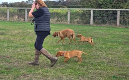 Labrador Retriever dogs for sale: KC Registered Fox Red Labrador Puppies - Image 19
