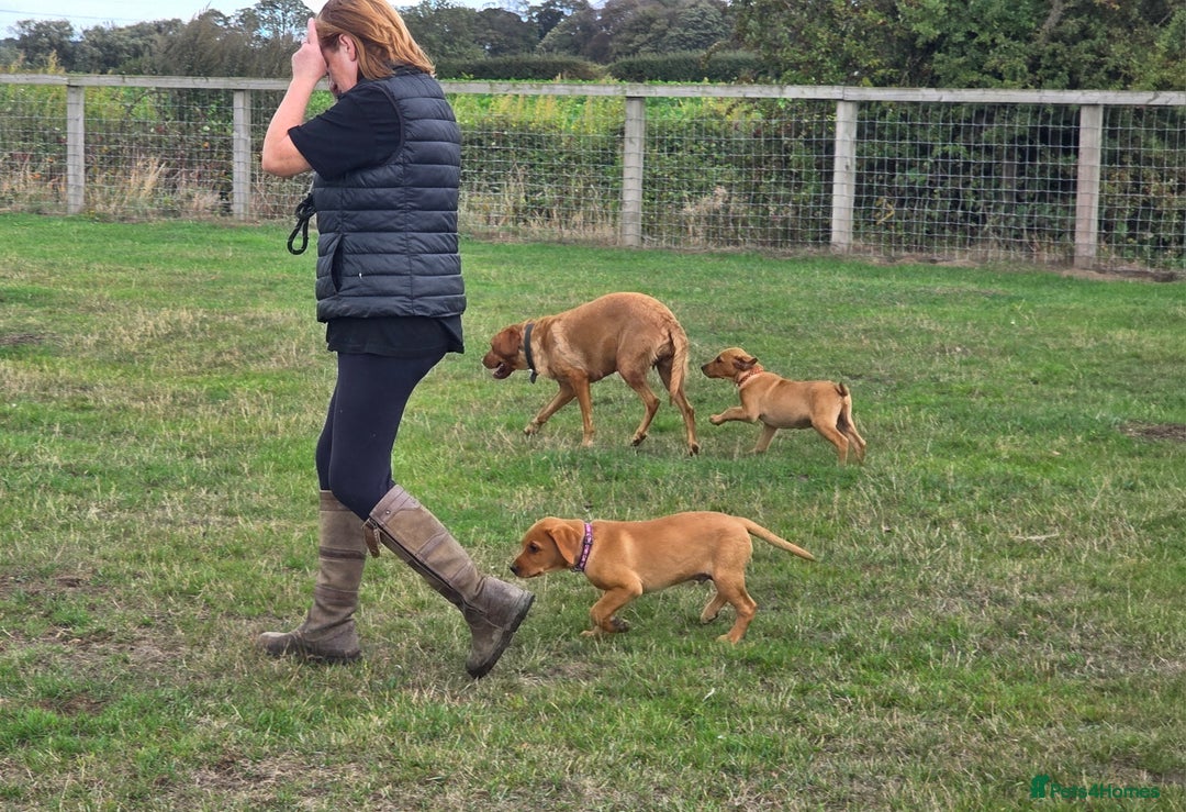 Labrador Retriever dogs for sale: KC Registered Fox Red Labrador Puppies - Image 19