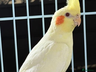 Cockatiels birds - Advert 32