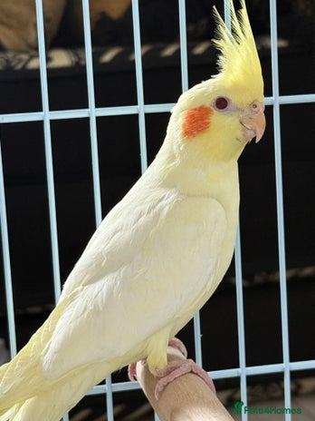 Cockatiels birds - Advert 15