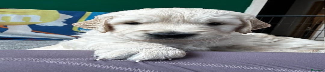 Golden Retriever Puppy 1