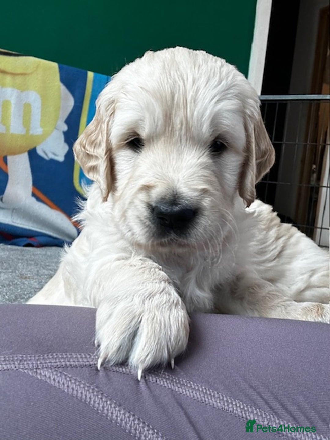 Golden Retriever dogs for sale: Golden Retriever Puppies - Collection 19 September - Image 7