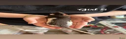 Rat rodents for sale: Baby rats  in Trowbridge - Advert 27