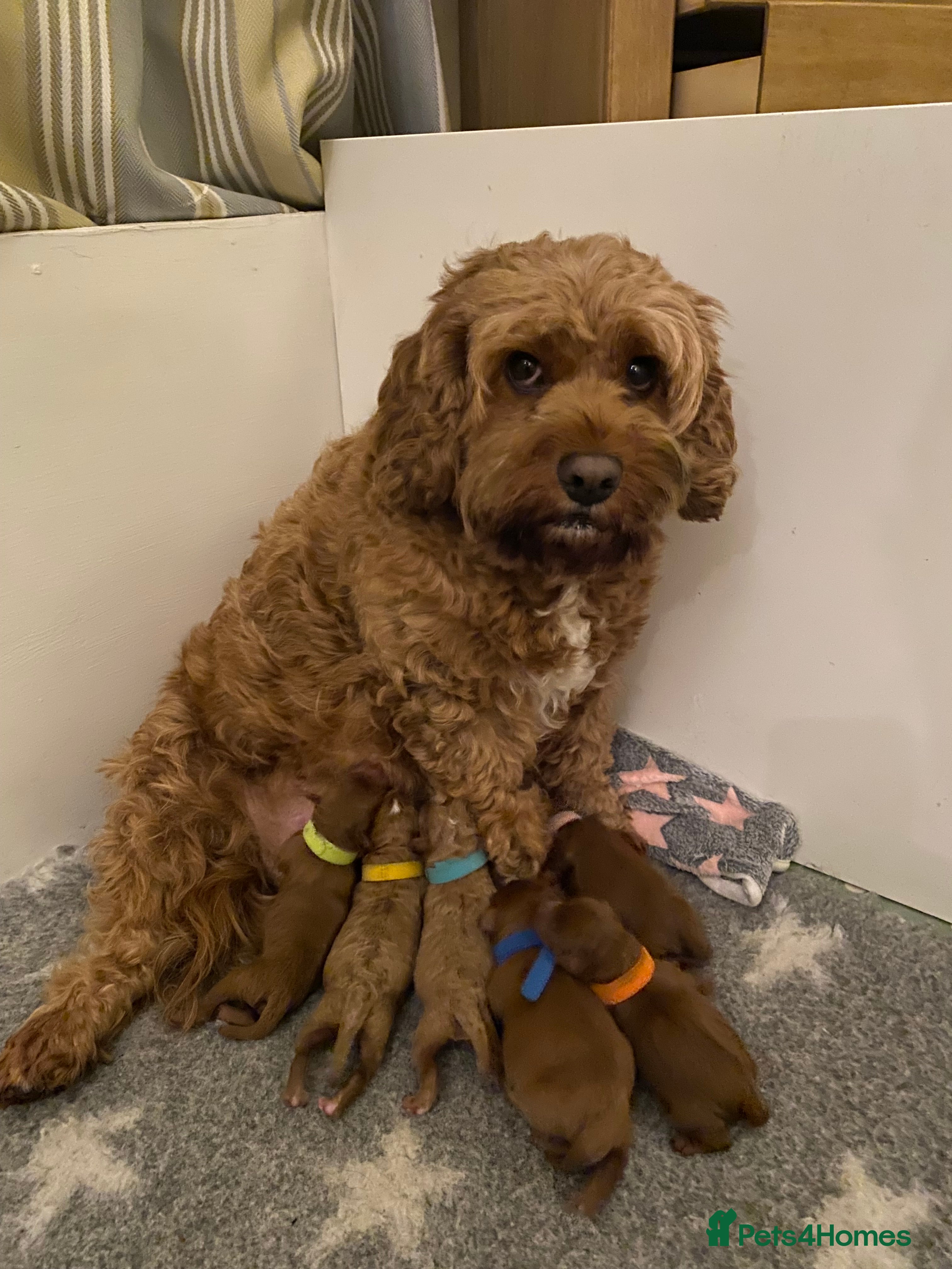 Cavapoo dogs 🐾 Adorable Health-Checked, Cavapoo Puppies 🐶  - Advert 6