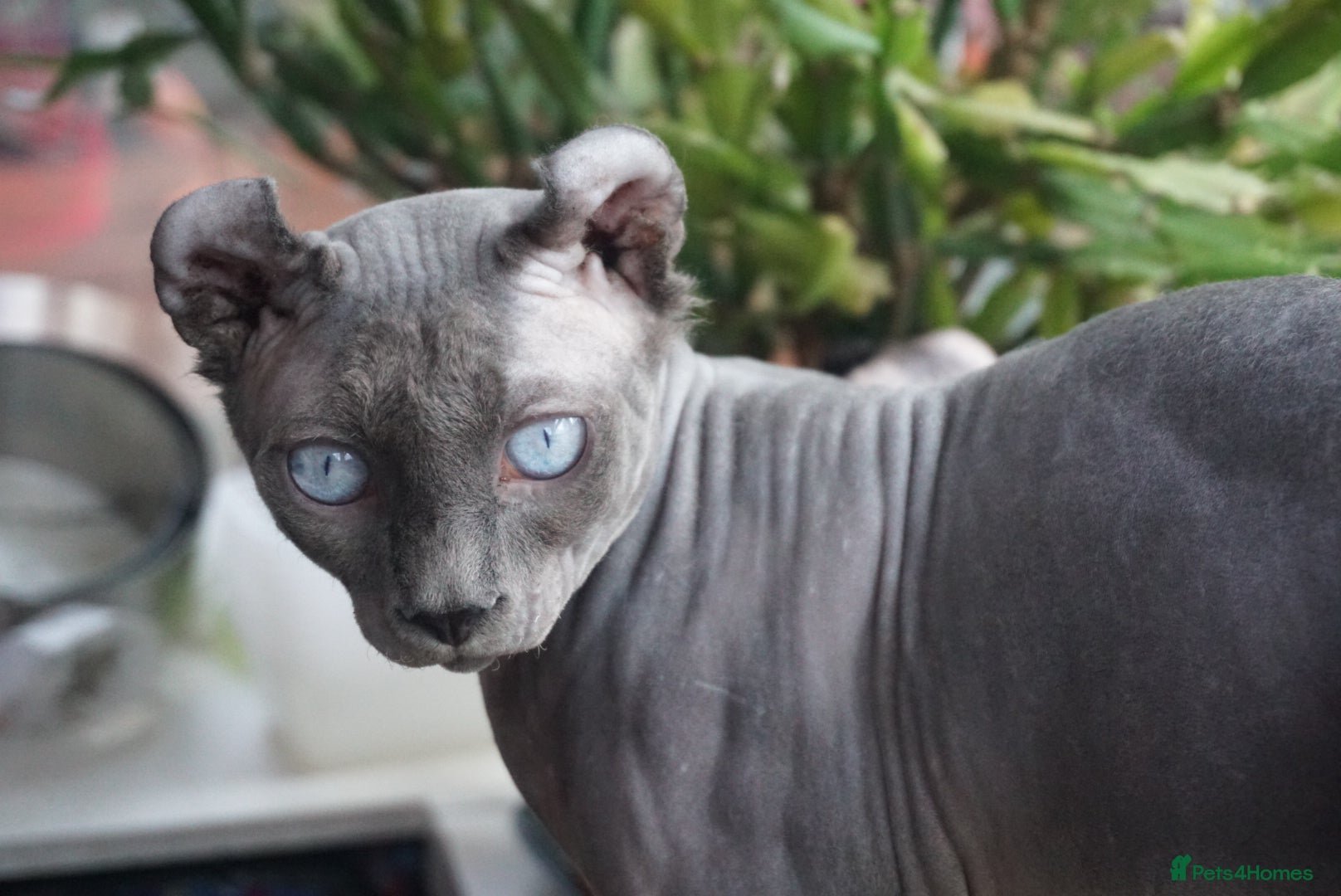 Sphynx cats Blue with white Elf for stud duty in Oldham - Advert 2