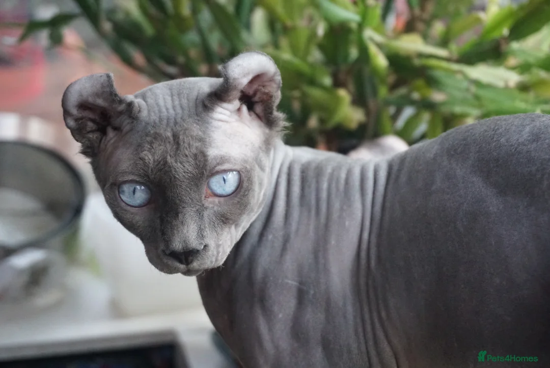 Sphynx cats for stud: Blue with white Elf for stud duty in Oldham - Advert 2