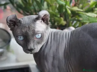 Sphynx cats Blue with white Elf for stud duty in Oldham - Advert 2
