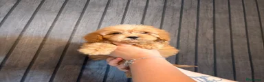 Cockapoo Puppy 6